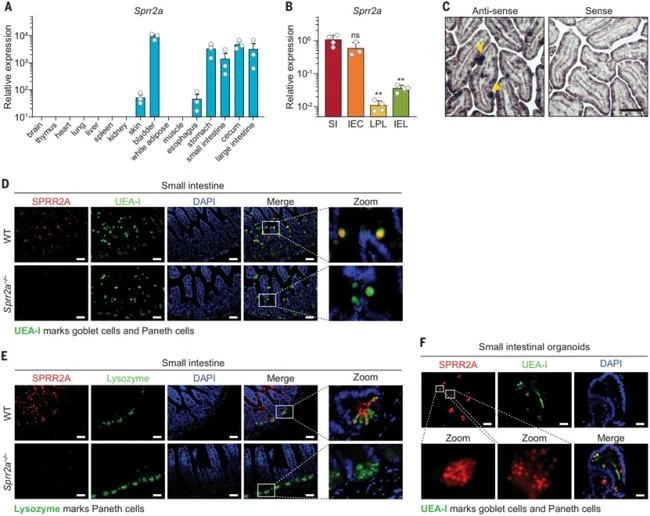 antibacteria effect of conalbumin
